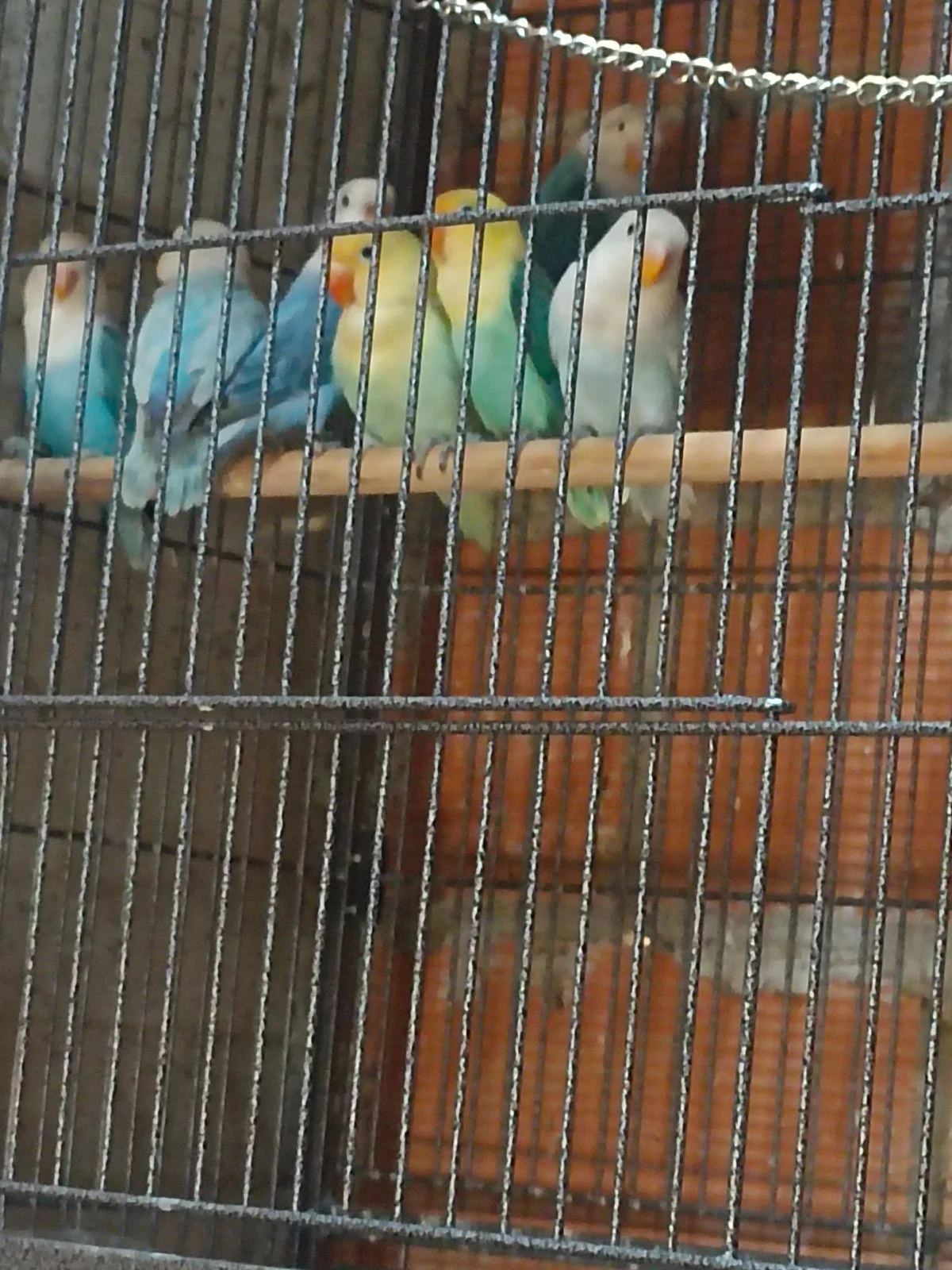Agapornis fischer varias mutaciones