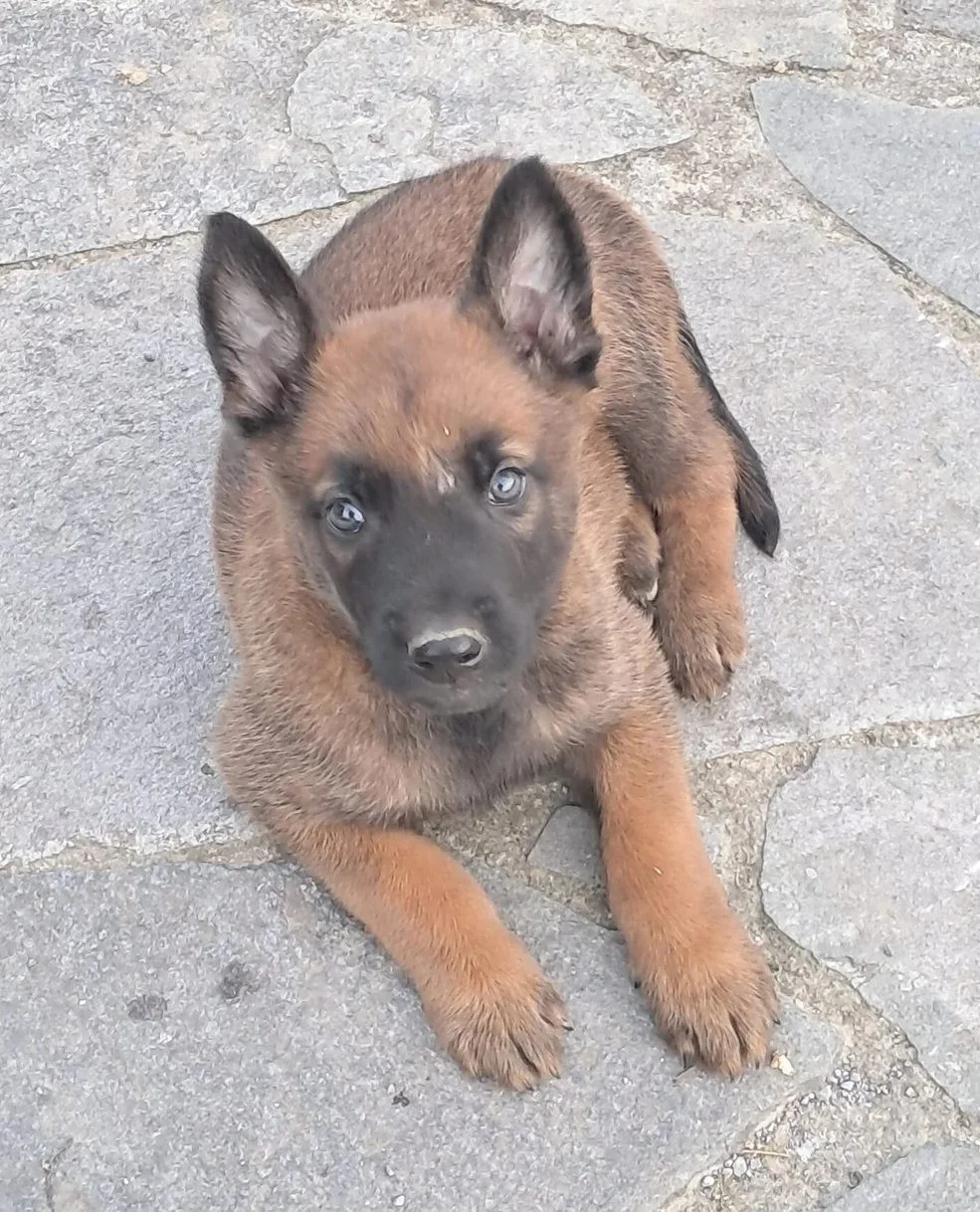 Camada excelente Pastor Belga Malinois