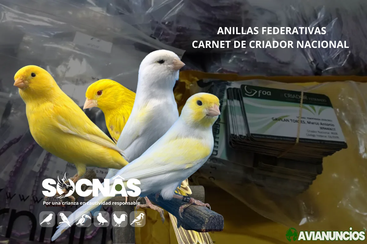 Canarios amarillos Anillas federadas