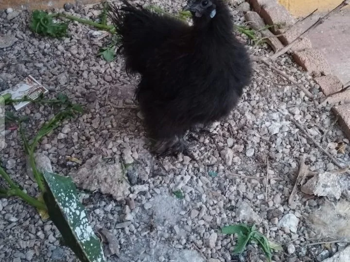 Gallo sedosa de japon