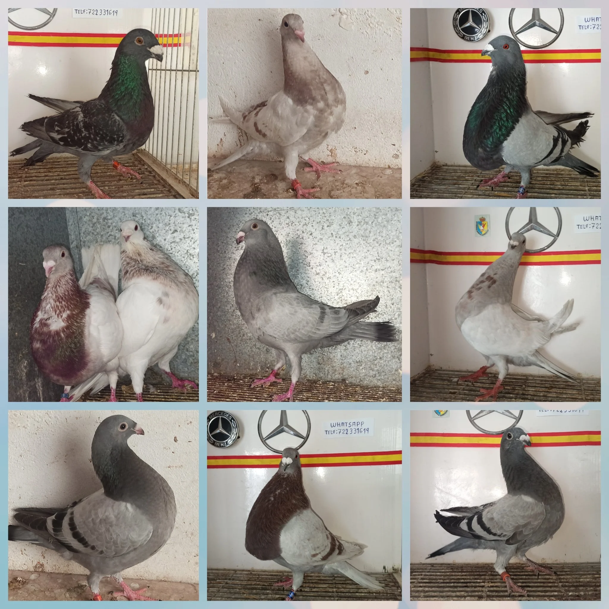 Palomas ladrones