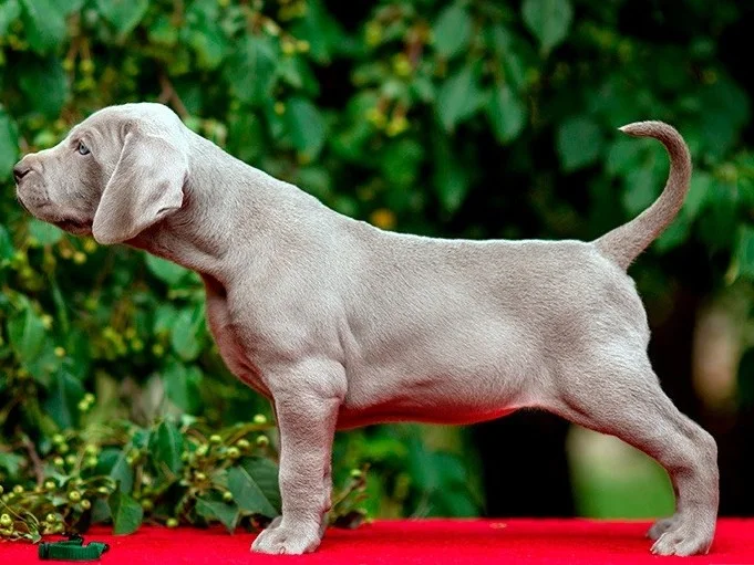 BRACO DE WEIMAR EXCELENTES CACHORROS