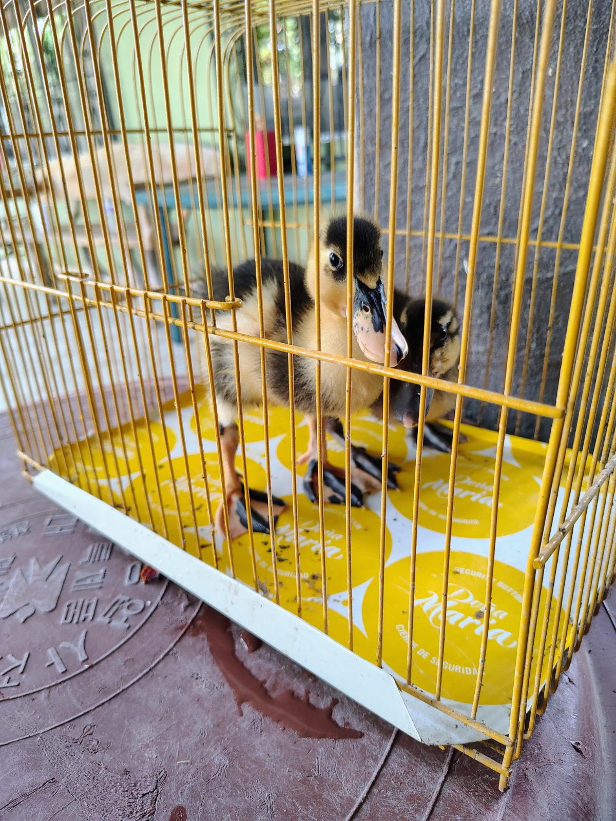 2 patitos bebés