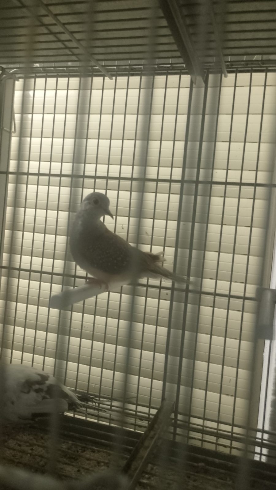 Se ceden pájaros en Tarancón