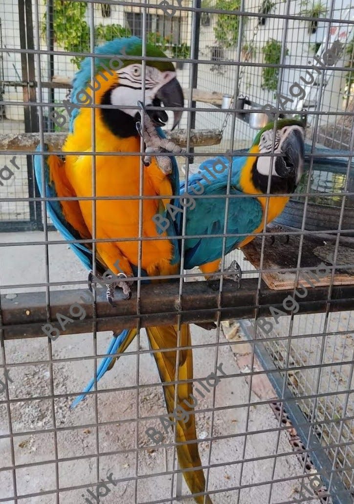 Pareja Guacamayo Ararauna Criando (3 Puestas en 2026) - CITES al Día