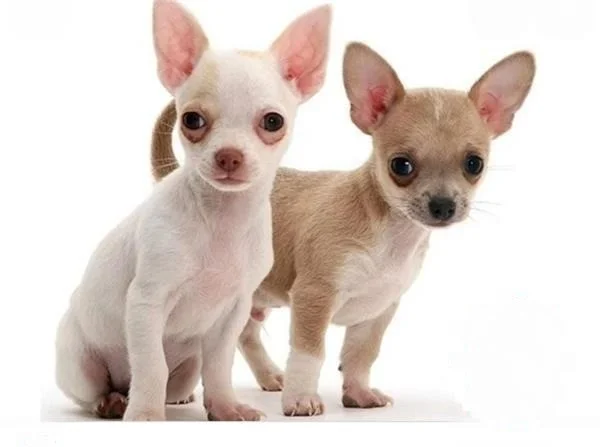 CHIHUAHUA TOY ECONOMICOS VENTA EN MADRID