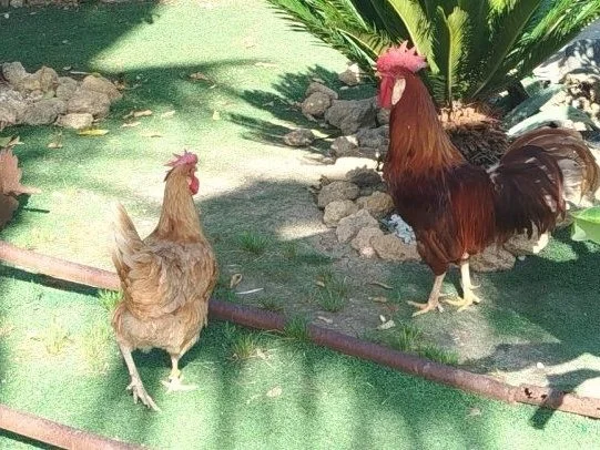 2 Gallinas en Sevilla