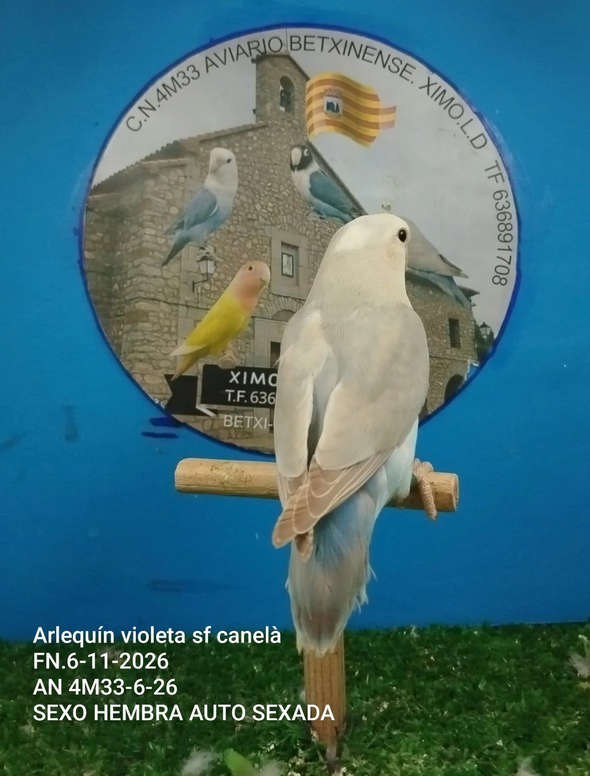 Agapornis roseicolis