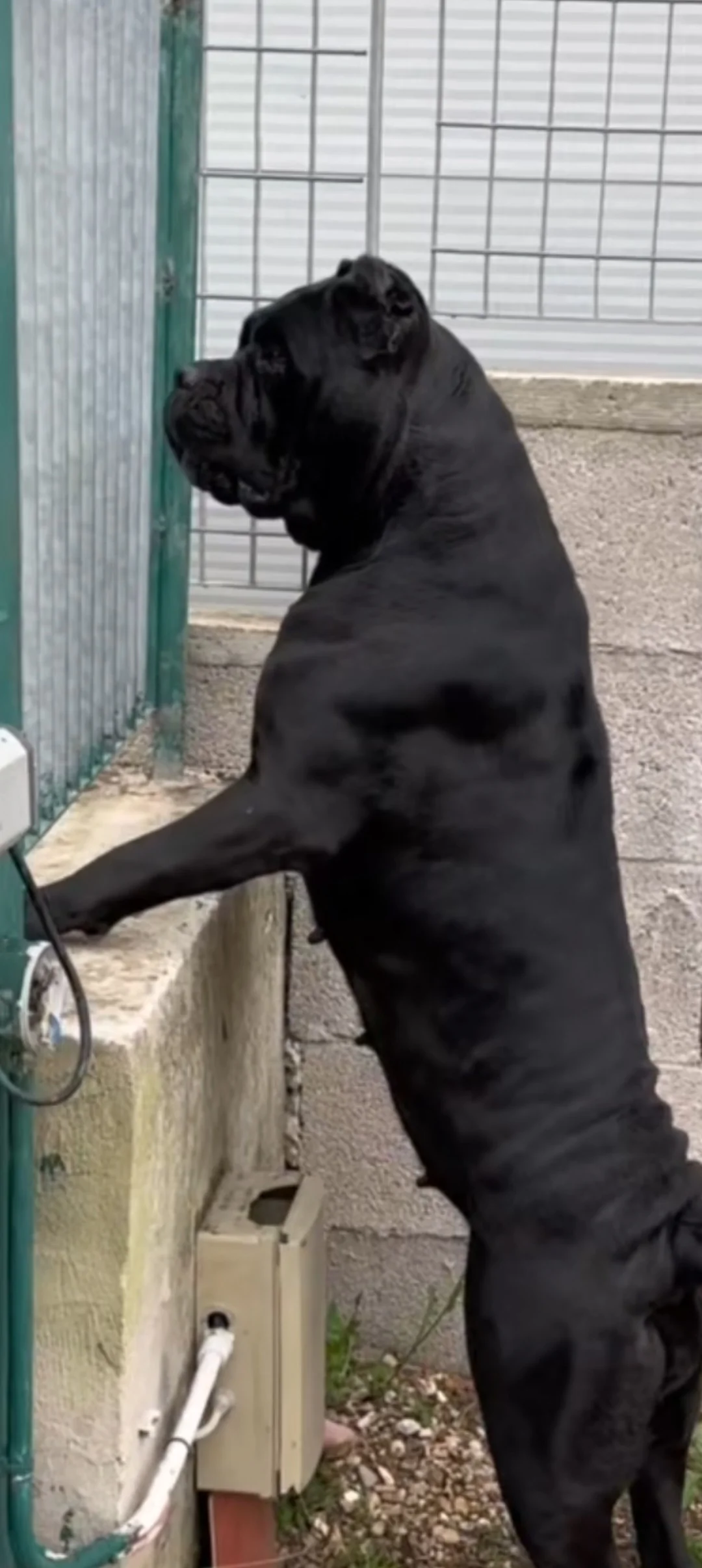 Cane corso
