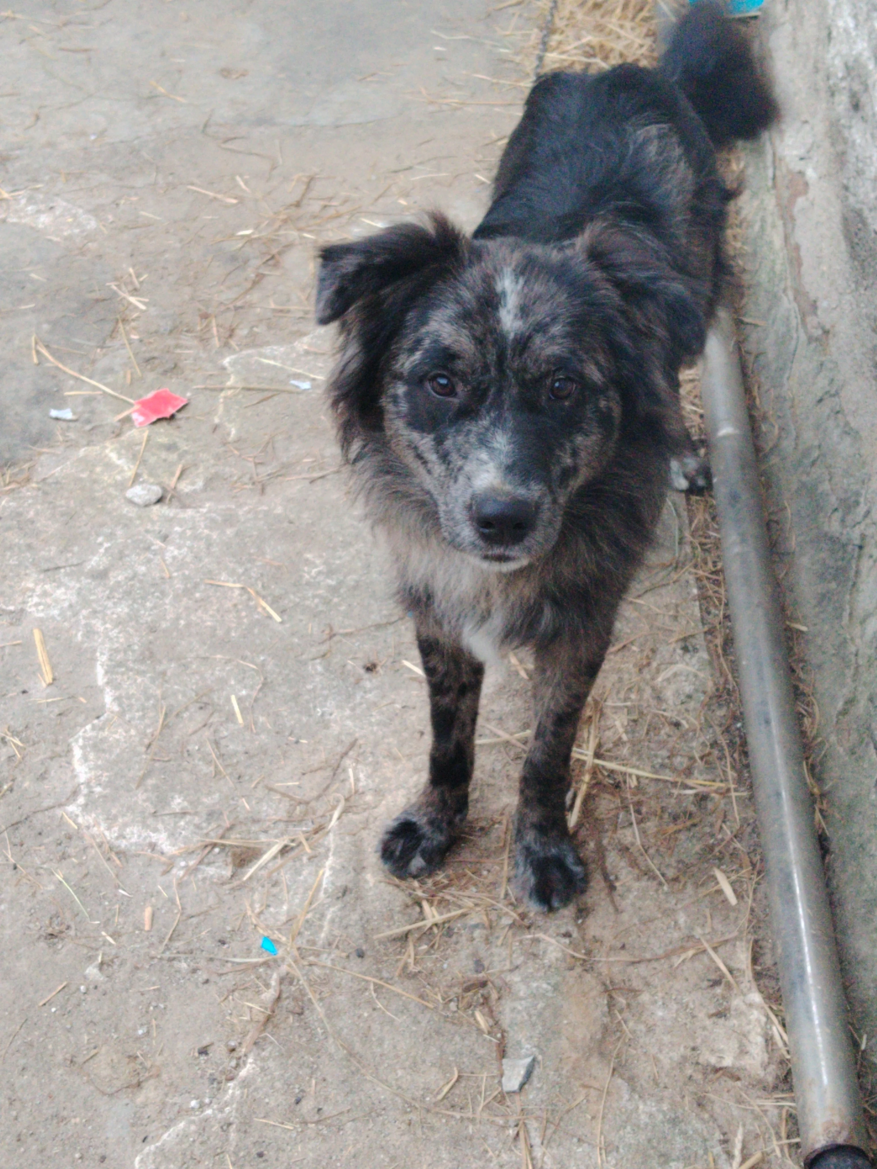 Cruce border Collie
