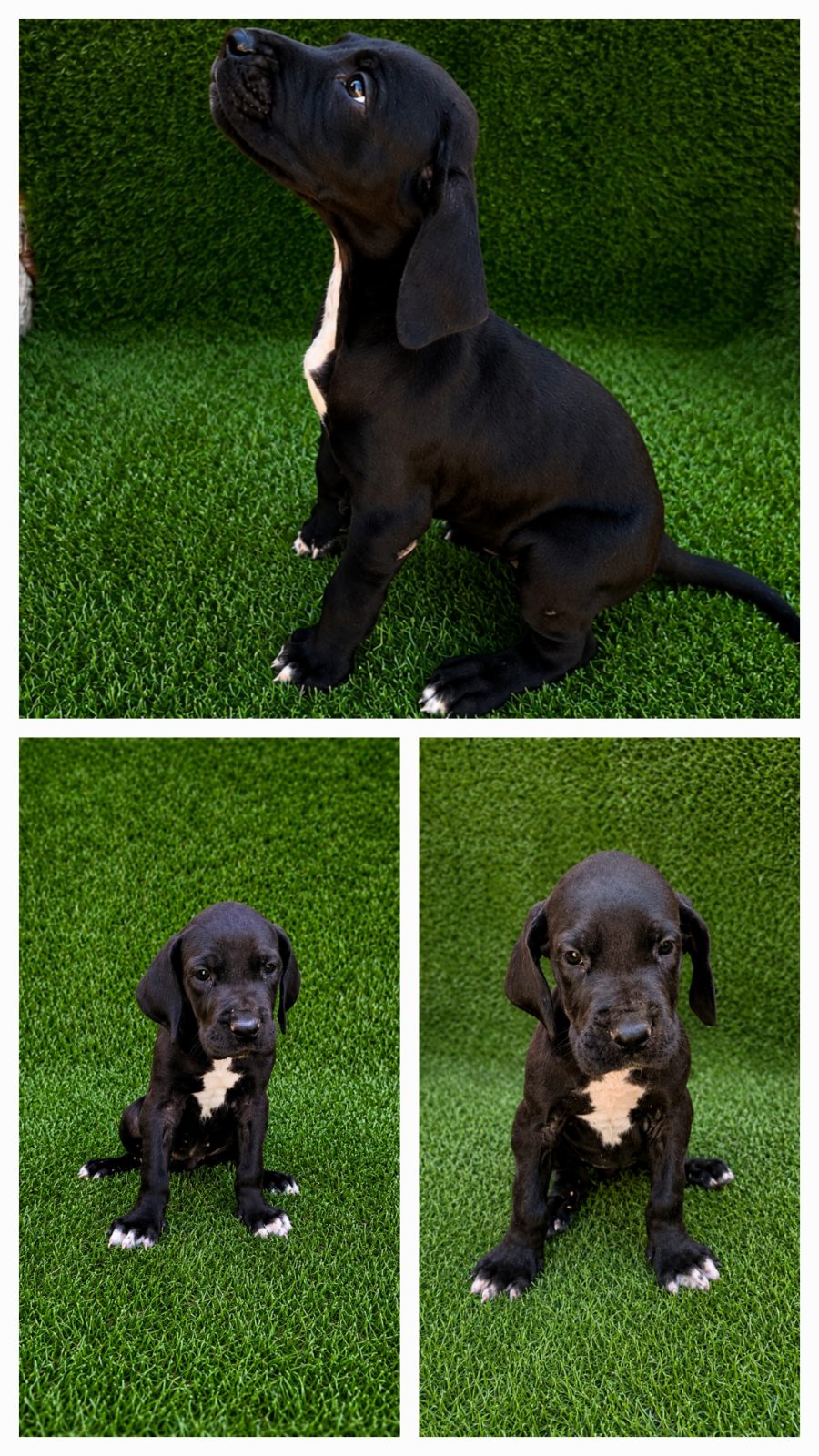 Cachorrita de gran danes