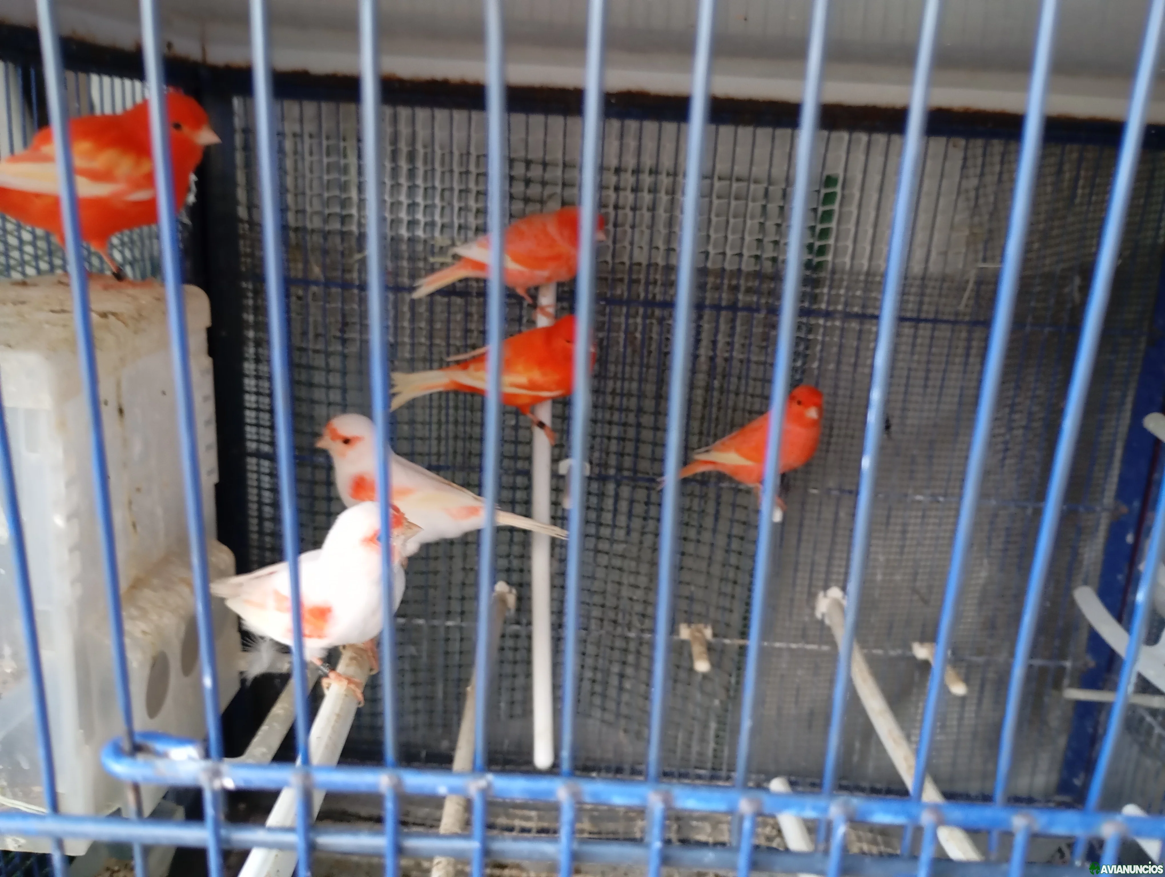Canarios rojos hembras y machos