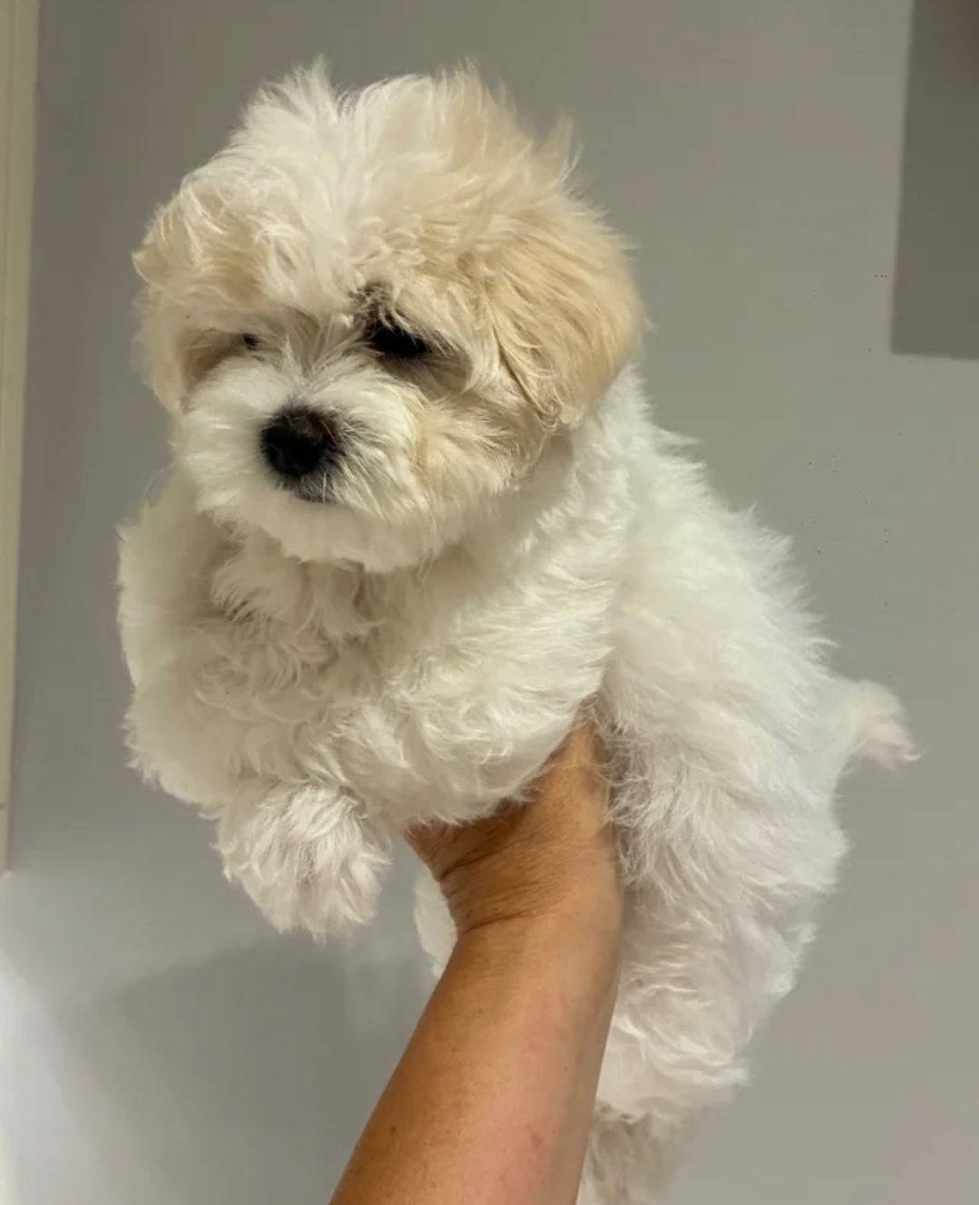 6 weeks, Maltipoo for adoption