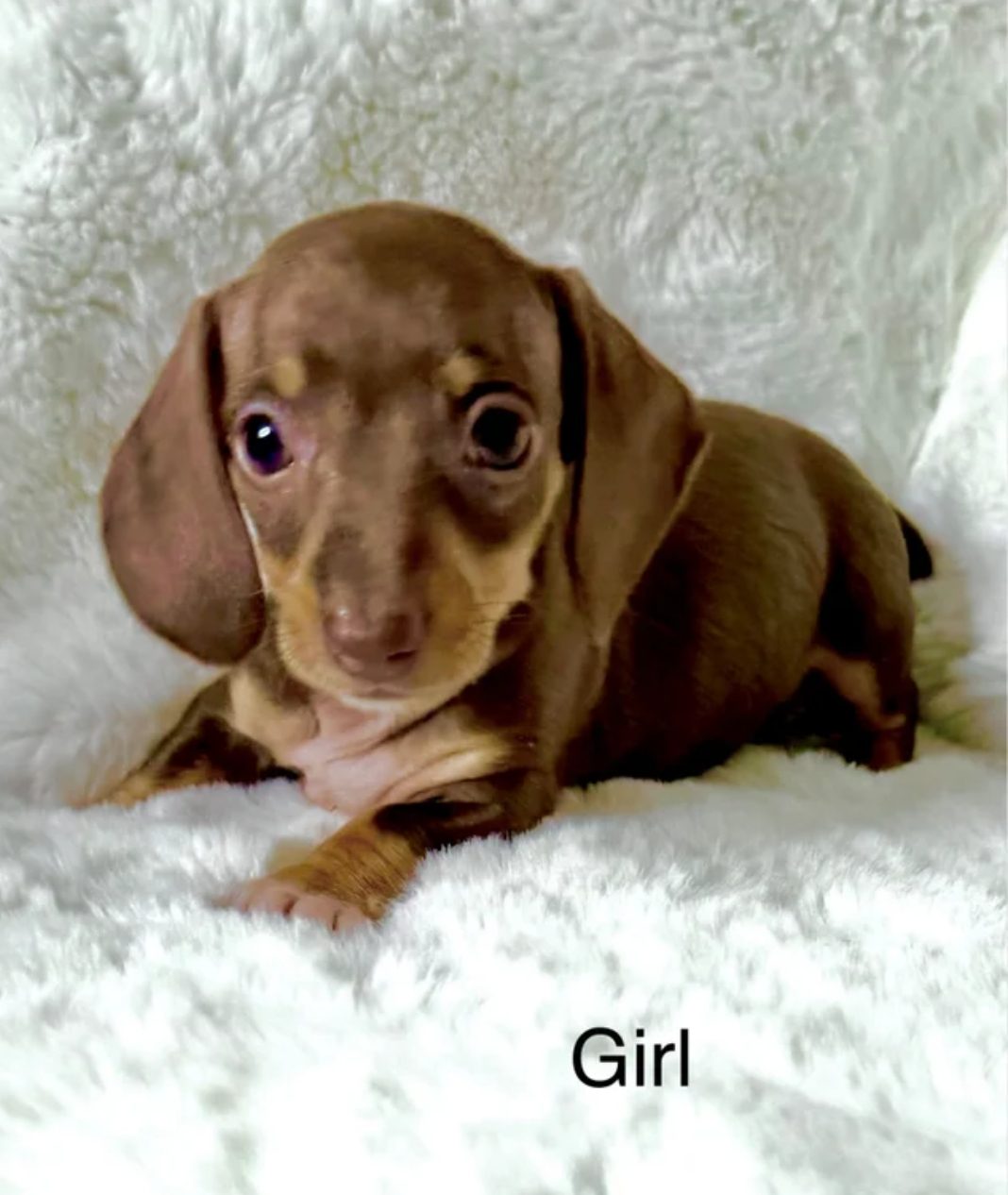 Cachorro de perro salchicha miniatura
