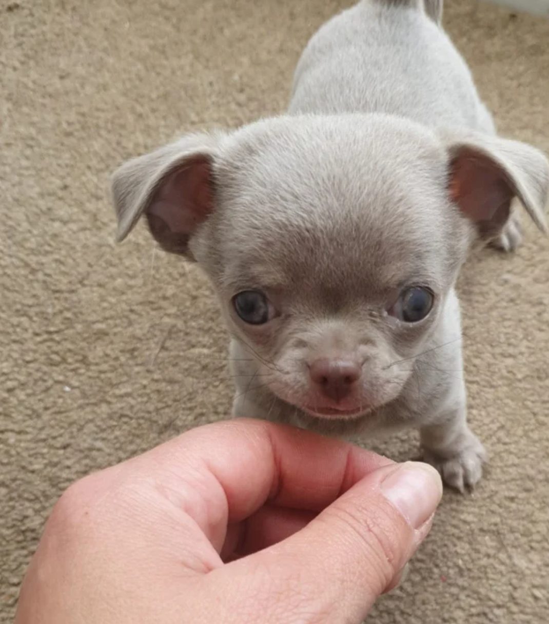 Cachorros de chihuahua para adopción