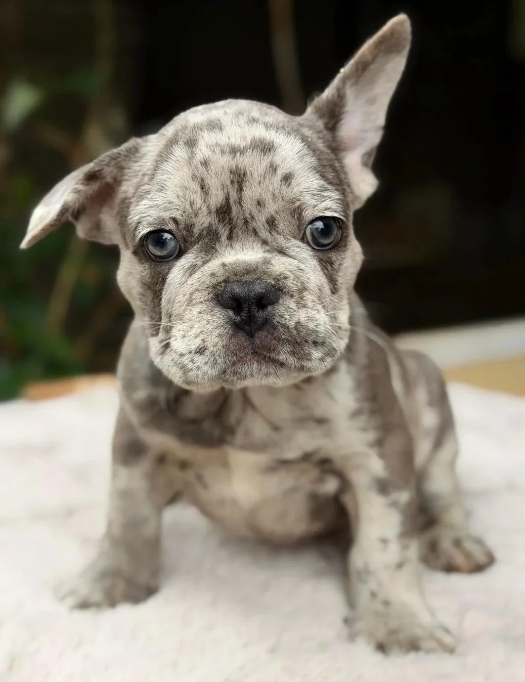BULLDOG FRANCÉS MERLÉS