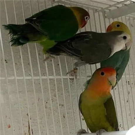 Disponibles agapornis anillados