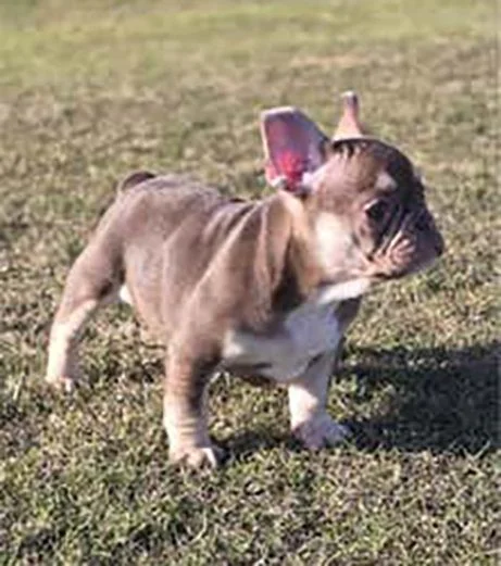 Bulldog francés exótico