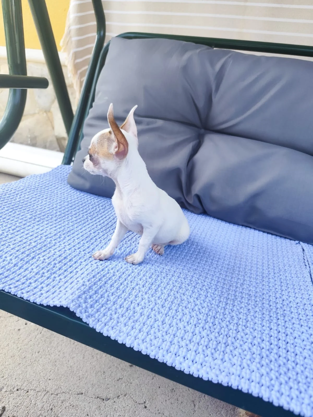 Chihuahuas toy cabeza de manzana
