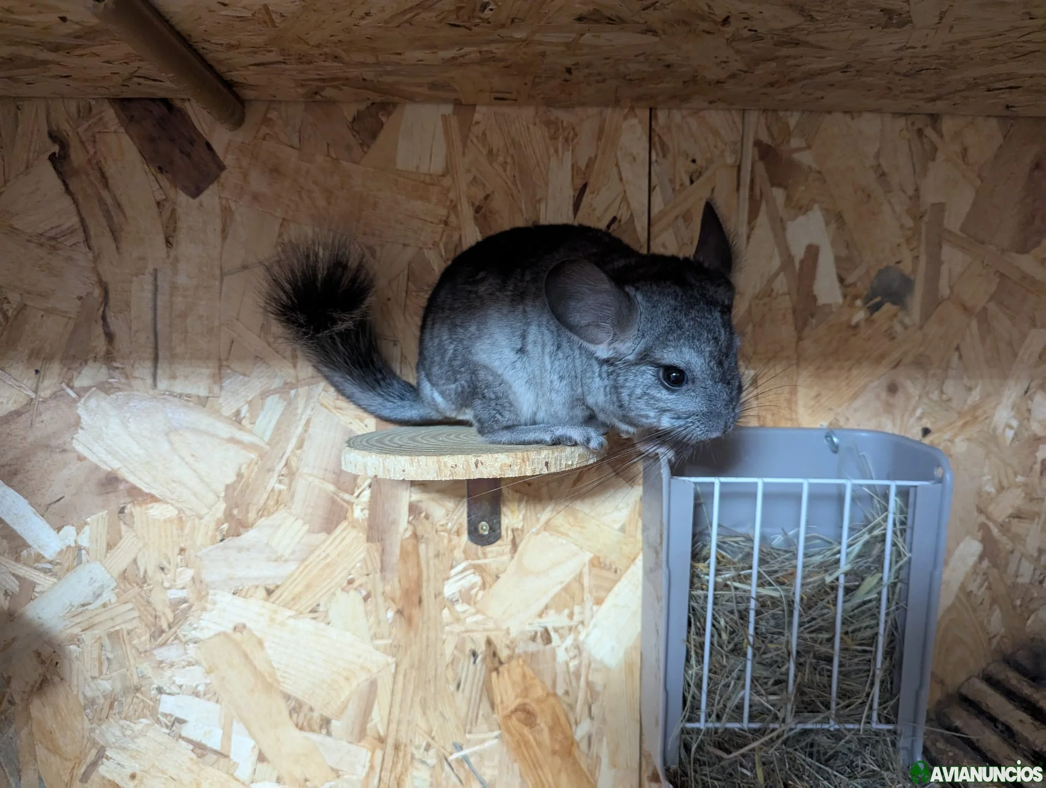 Se ceden 3 Chinchillas.
