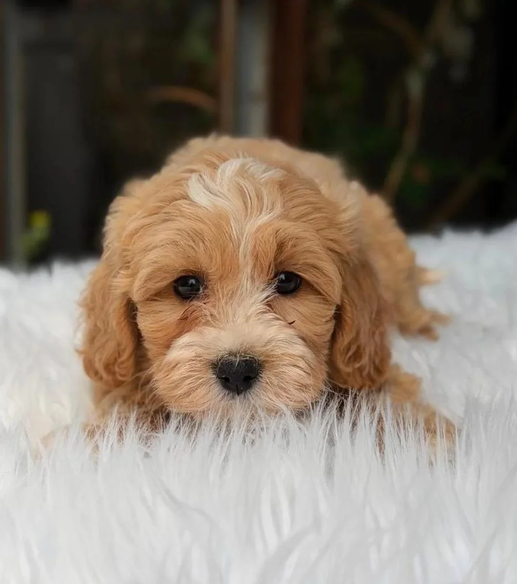 MALTIPOO APRICOT CREMA