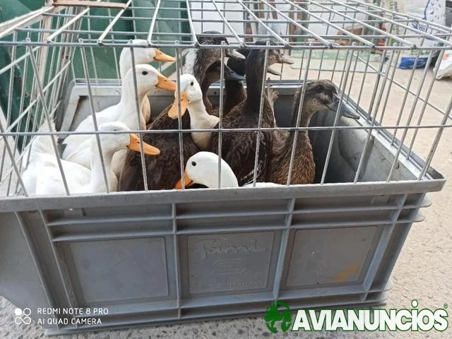 Patos y ánsares