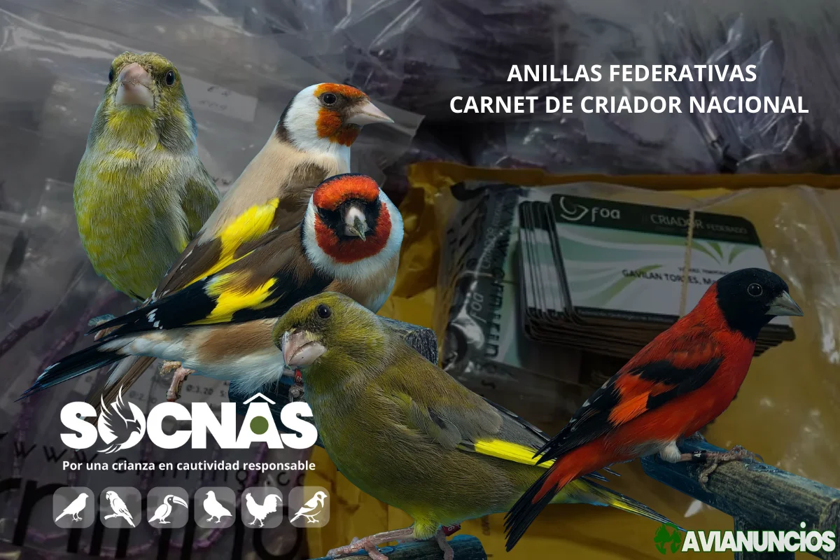 Jilgueros Verderones Anillas federadas