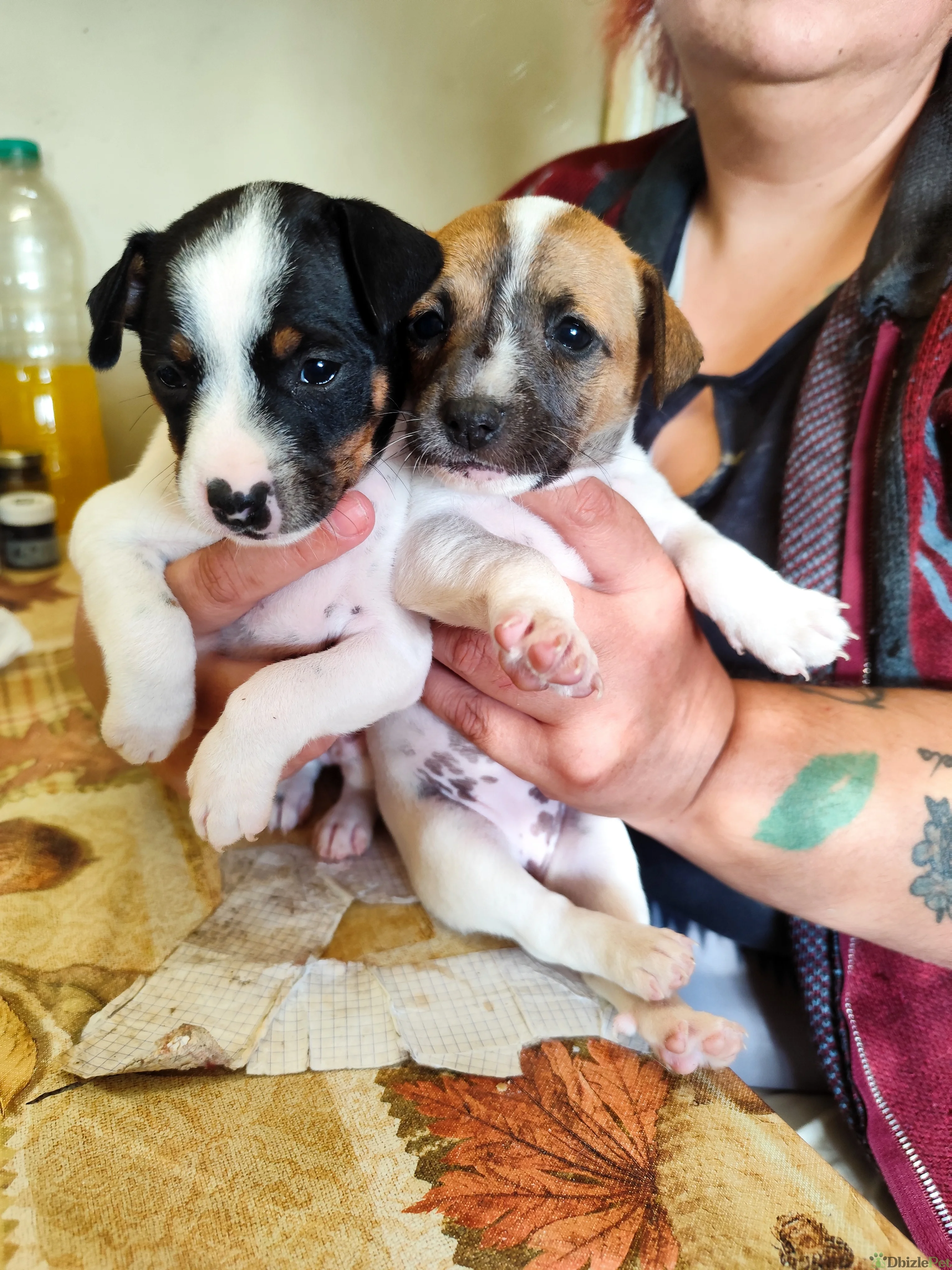 Cachorritos de bodeguero andaluz