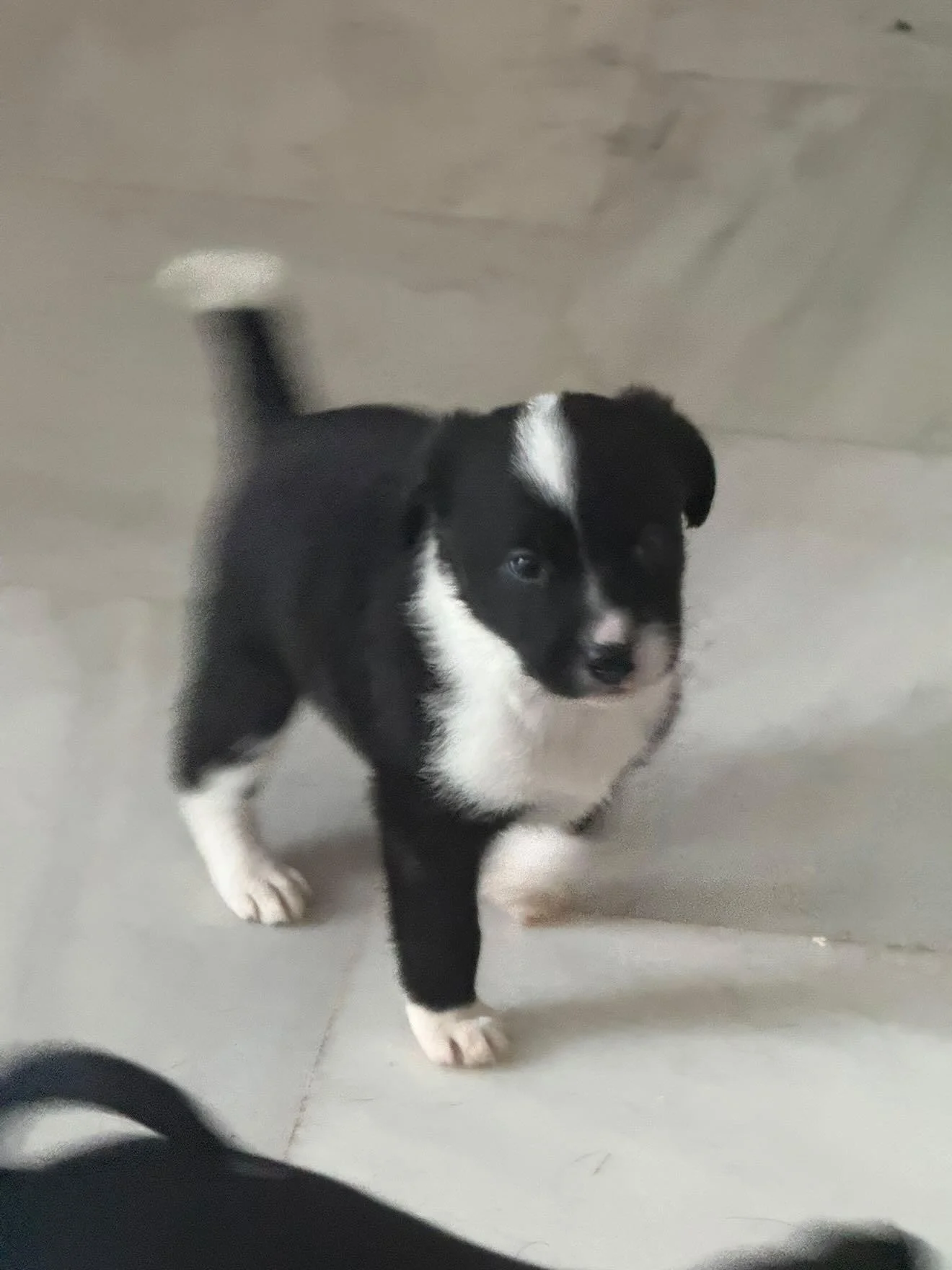 Cruce de Border Collie hembra