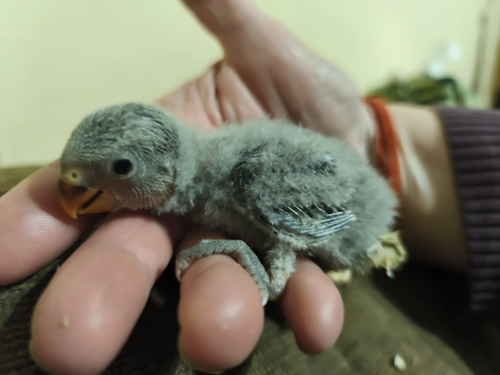 Agapornis papilleros