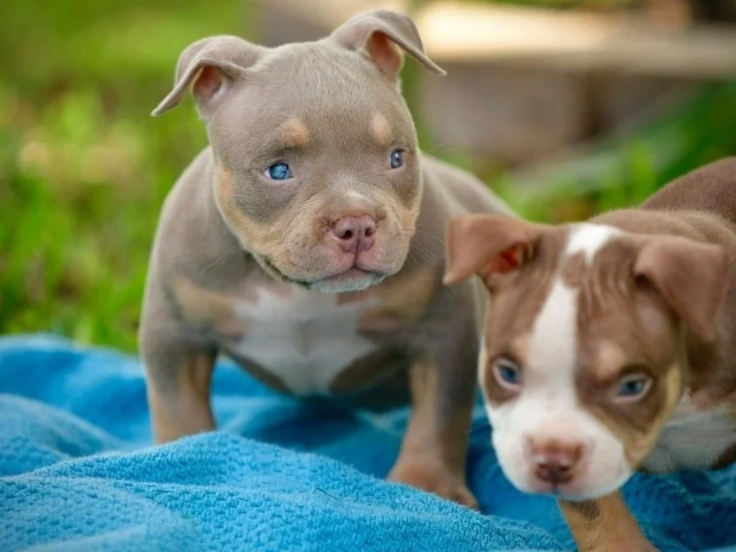 CACHORROS AMERICAN PITBULL DE CALIDAD