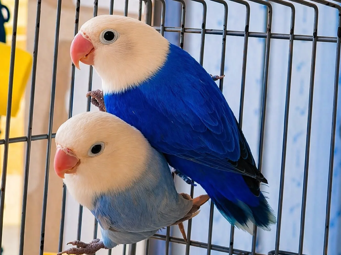 Agapornis fischer opalinos papilleros