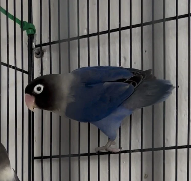 Agapornis personata violeta
