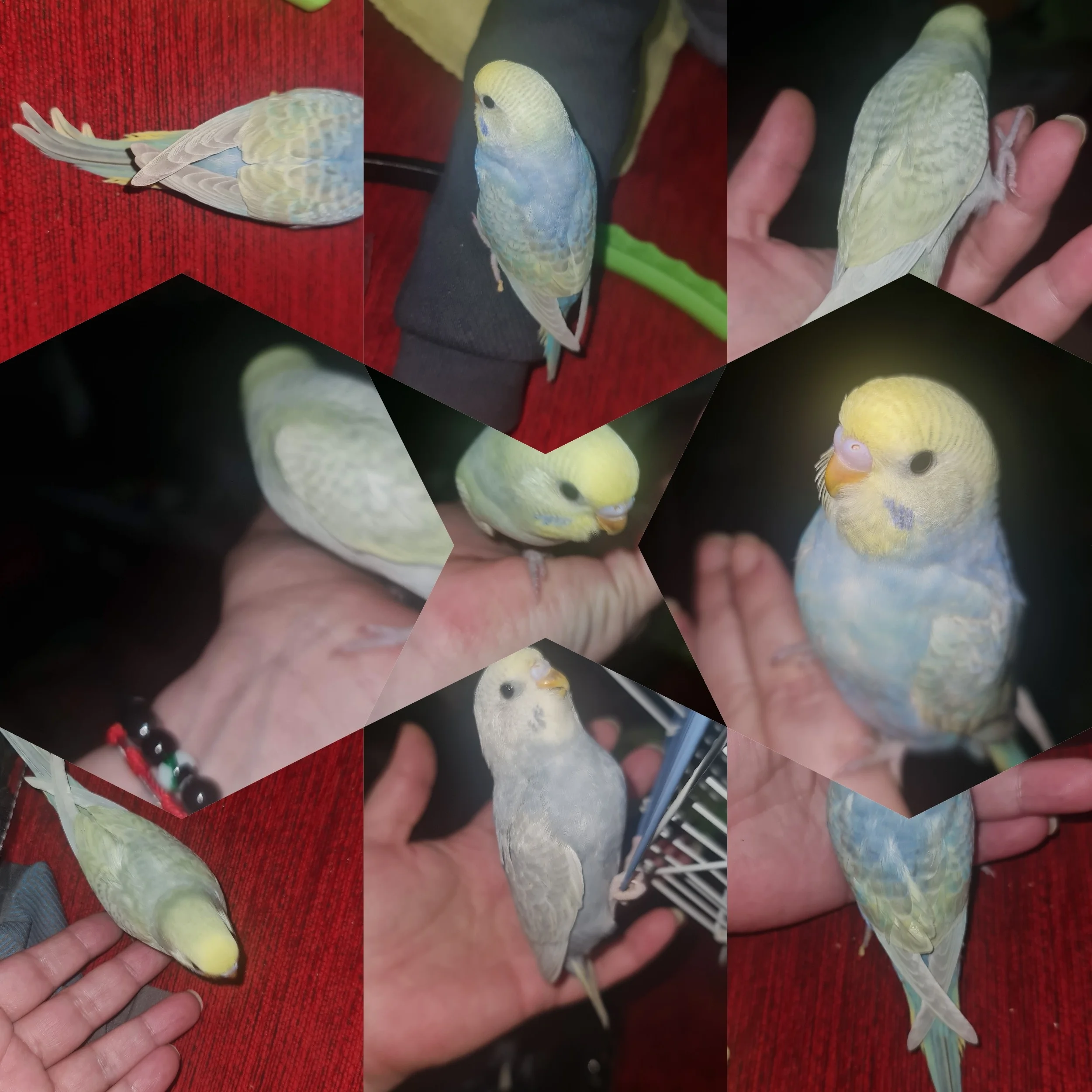 Periquitos Australiano