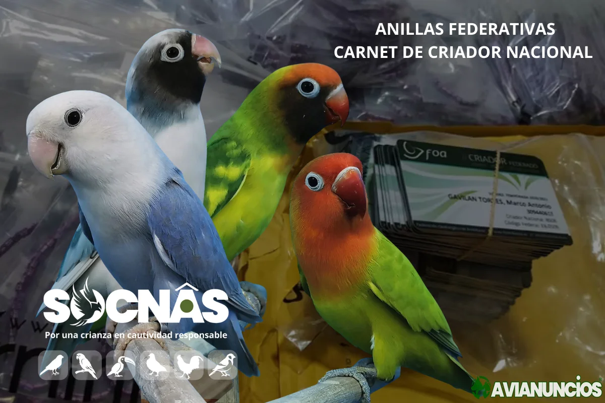 Agapornis Anillas Federadas