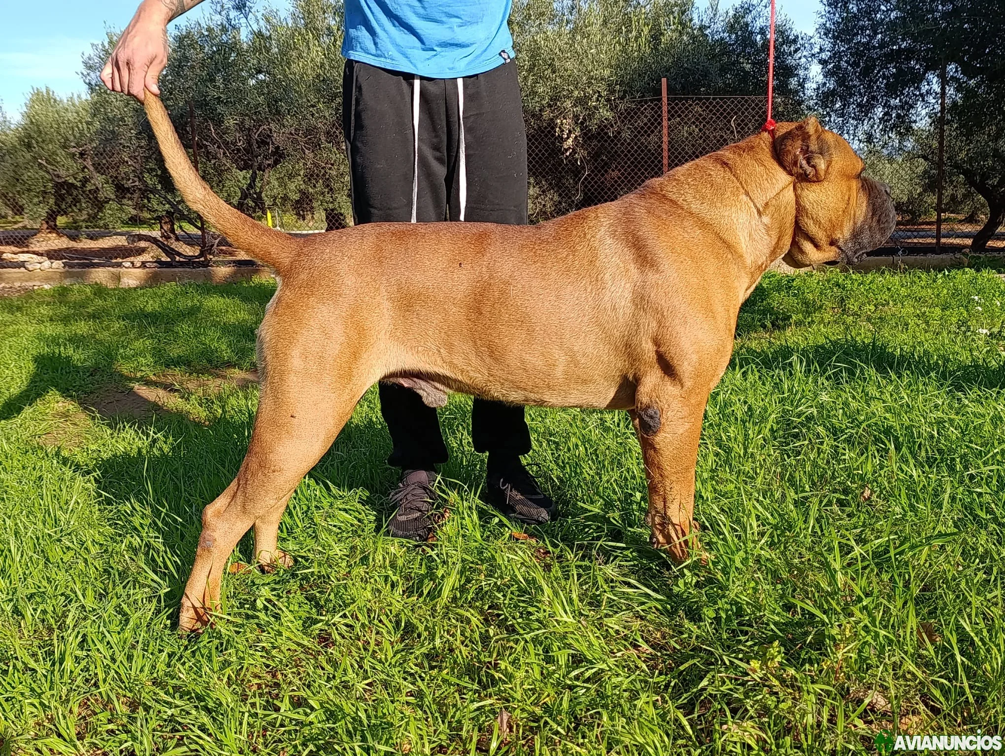 Cachorros Cane Corso