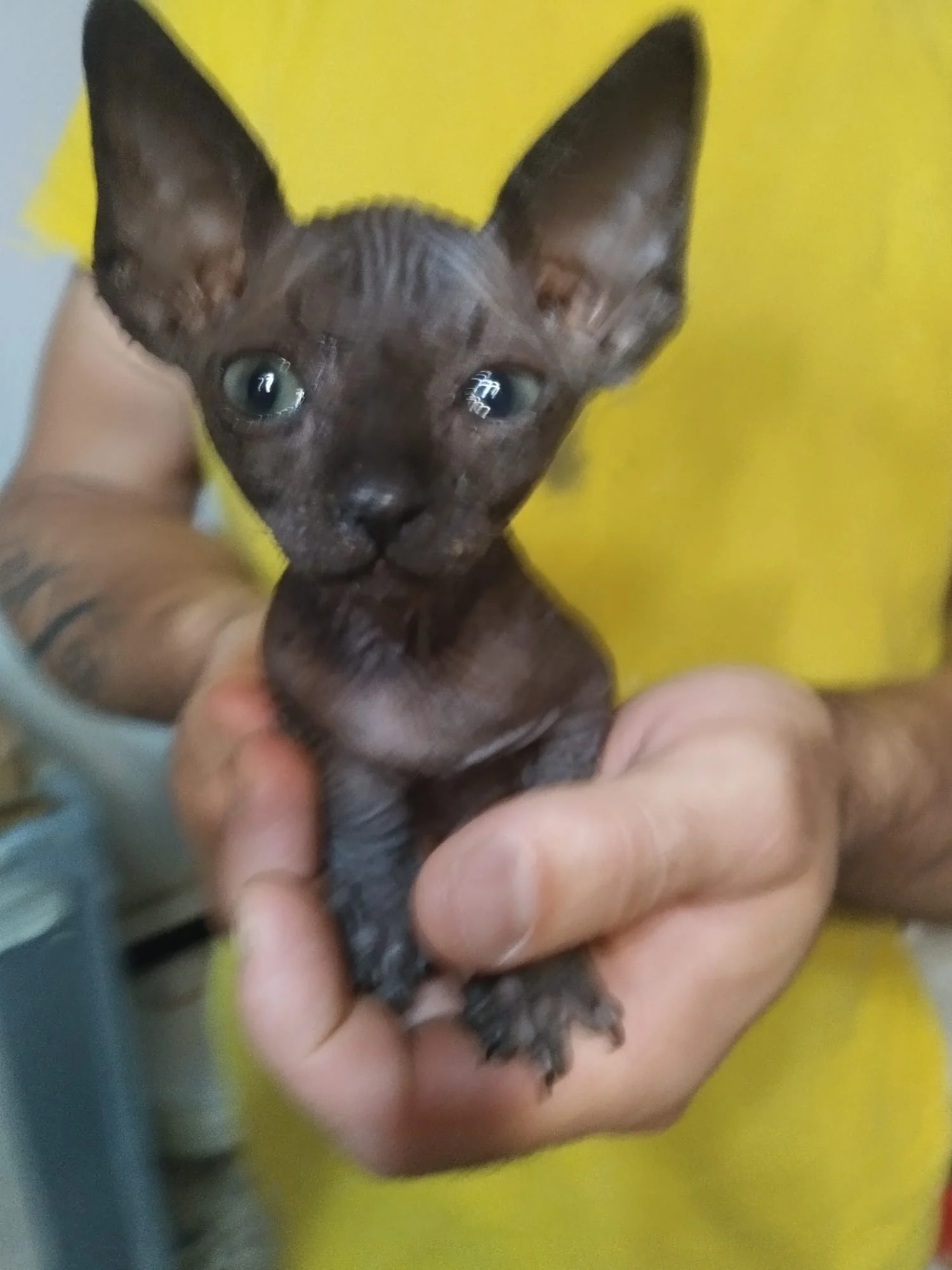 Gatitos sphys
