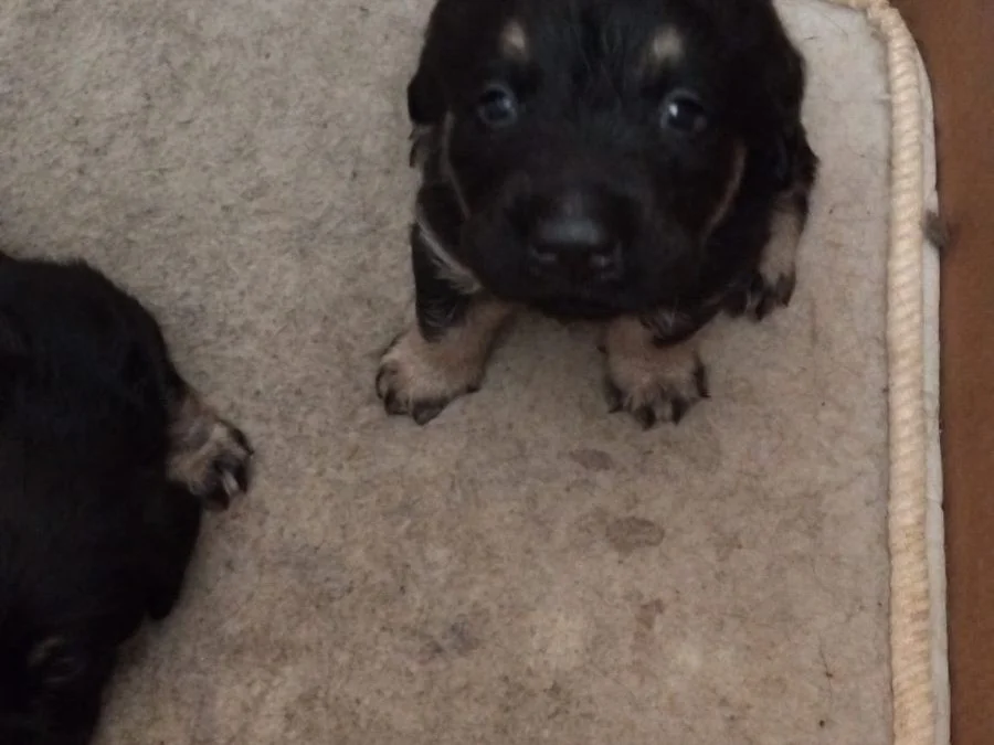 Se dan en adopcion