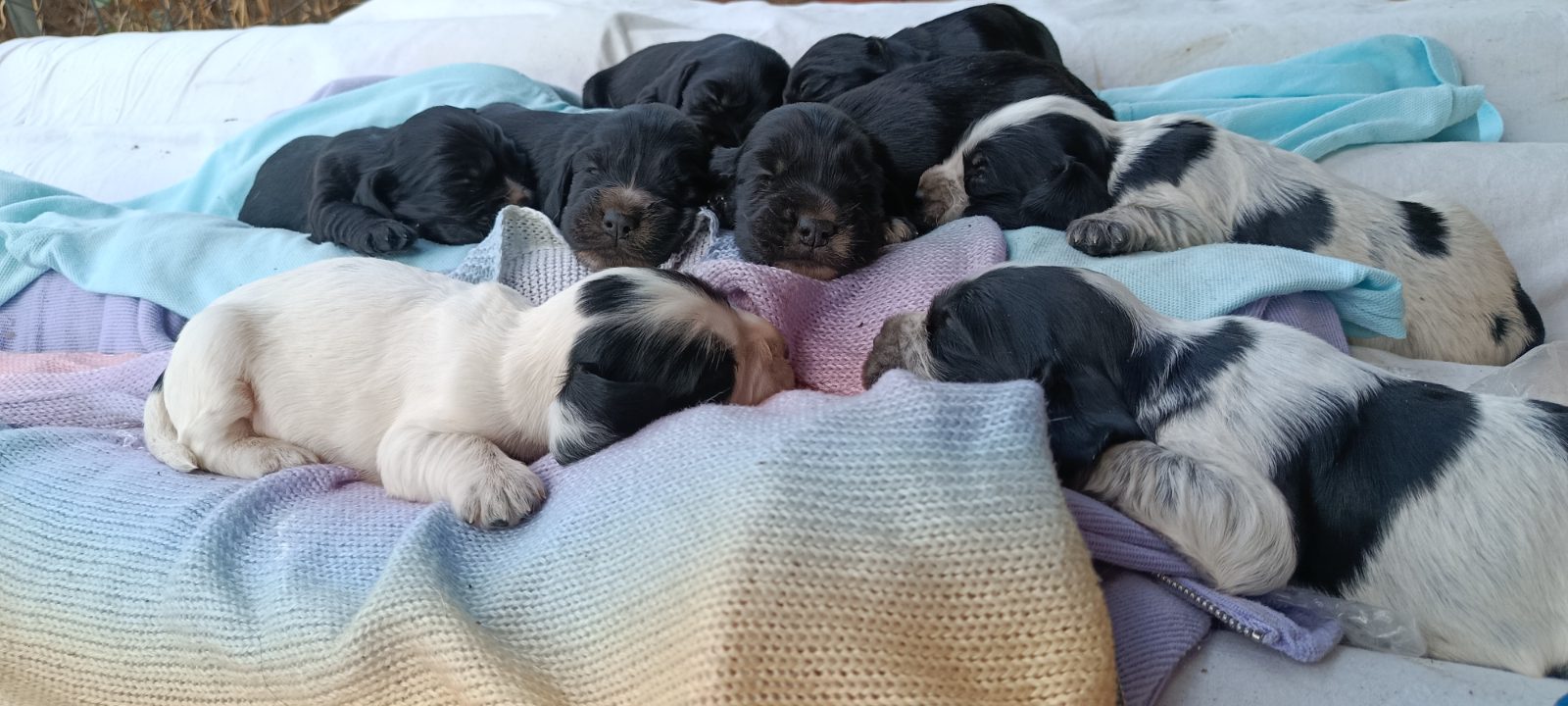 Cocker Spaniel Inglés