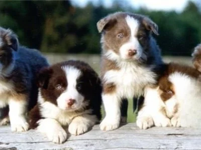 BORDER COLLIE ECONOMICOS VENTA EN MADRID