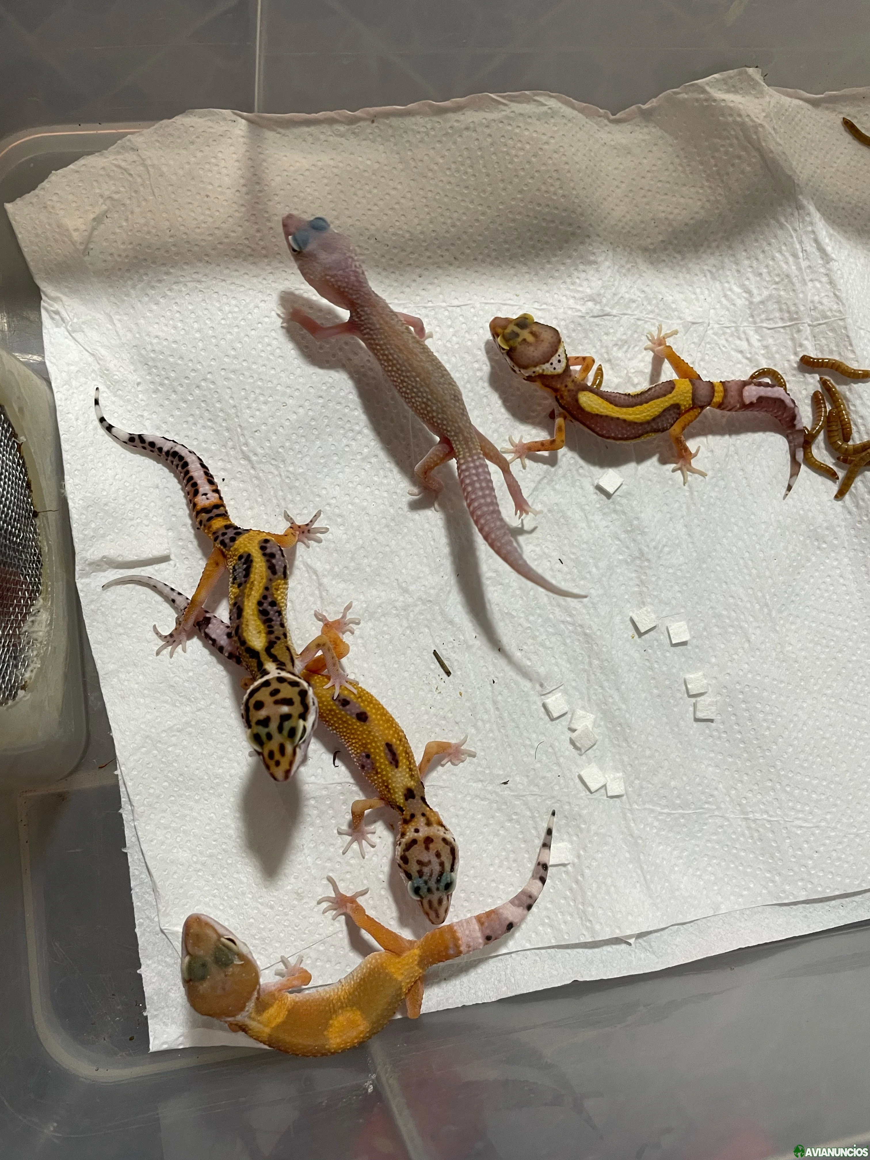 Geckos leopardo