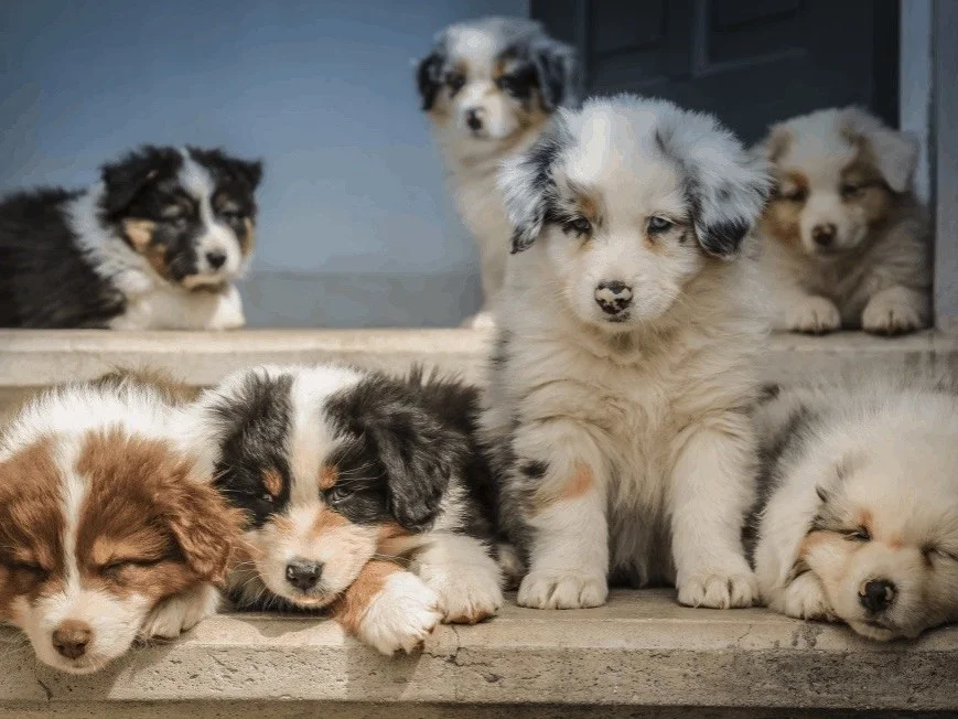 BORDER COLLIE CACHORROS , TRICOLOR MERLE
