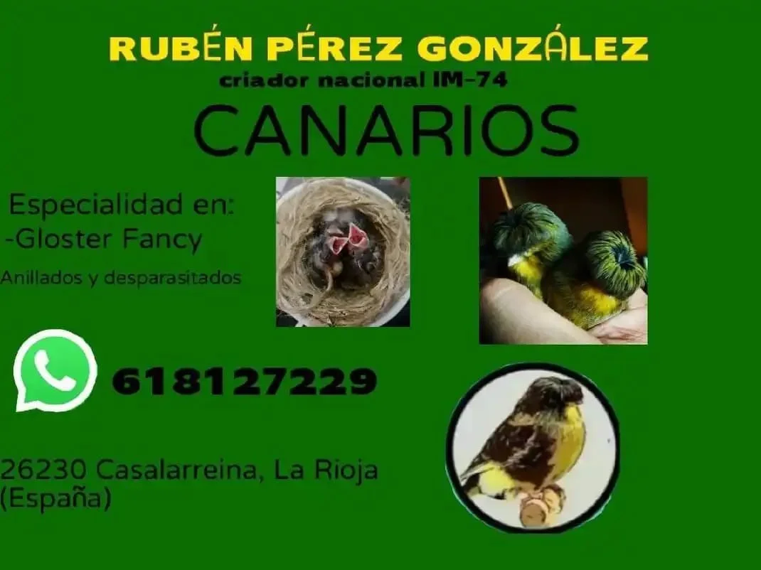 Canarios Gloster en cesión