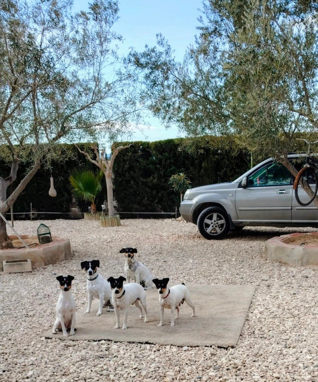 Cesion de perros