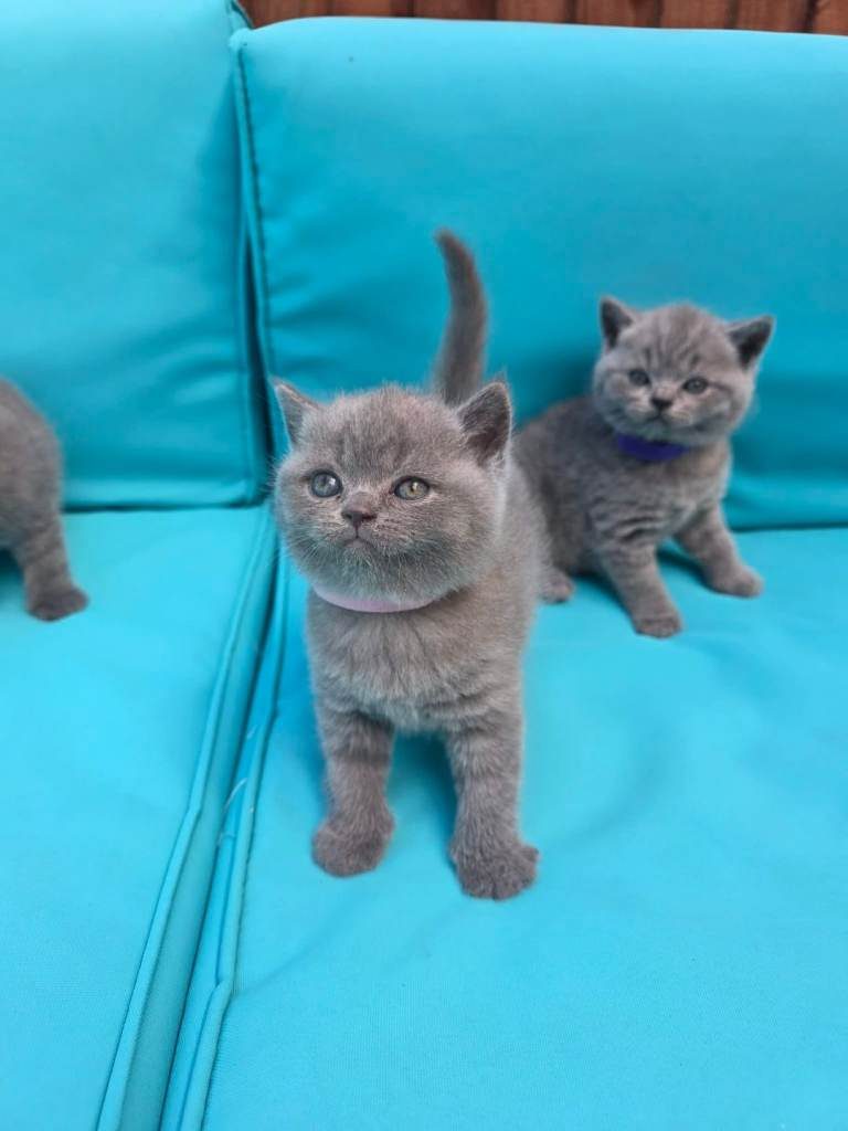 Tenemos 6 adorables gatitos británicos de pelo corto.