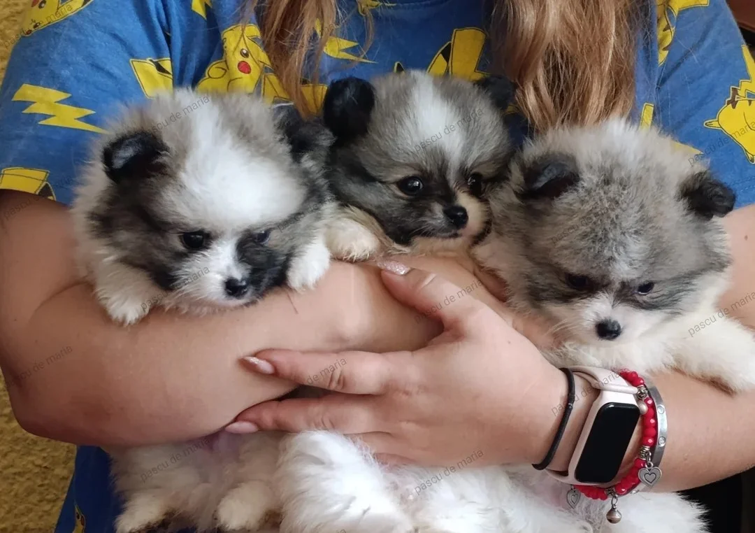 Preciosa Pomeranian