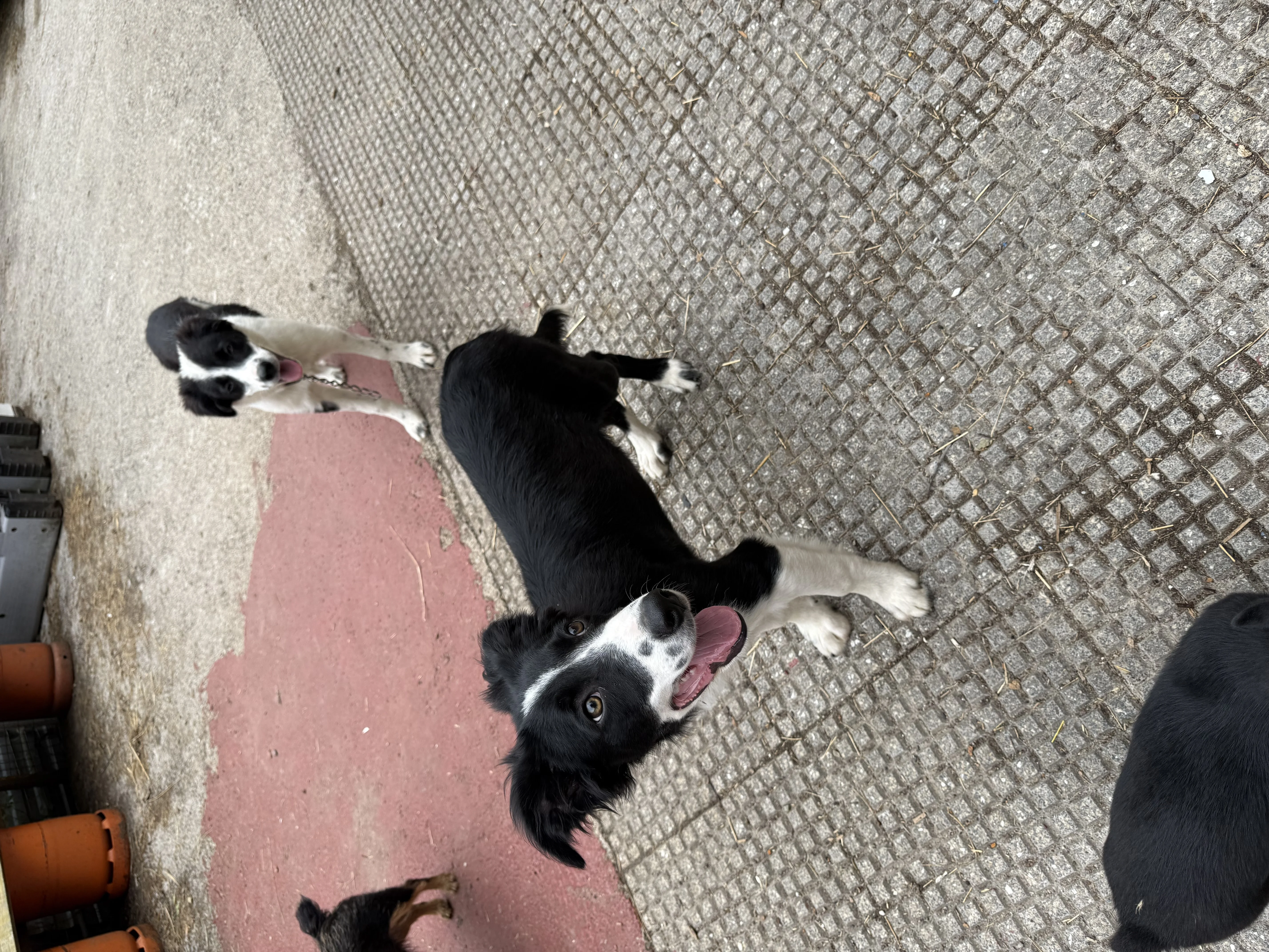 Border collie
