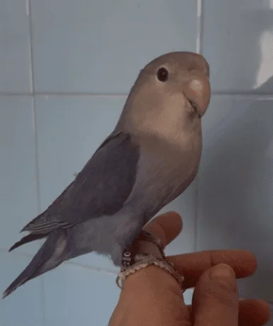 Agapornis roseicollis azul violeta