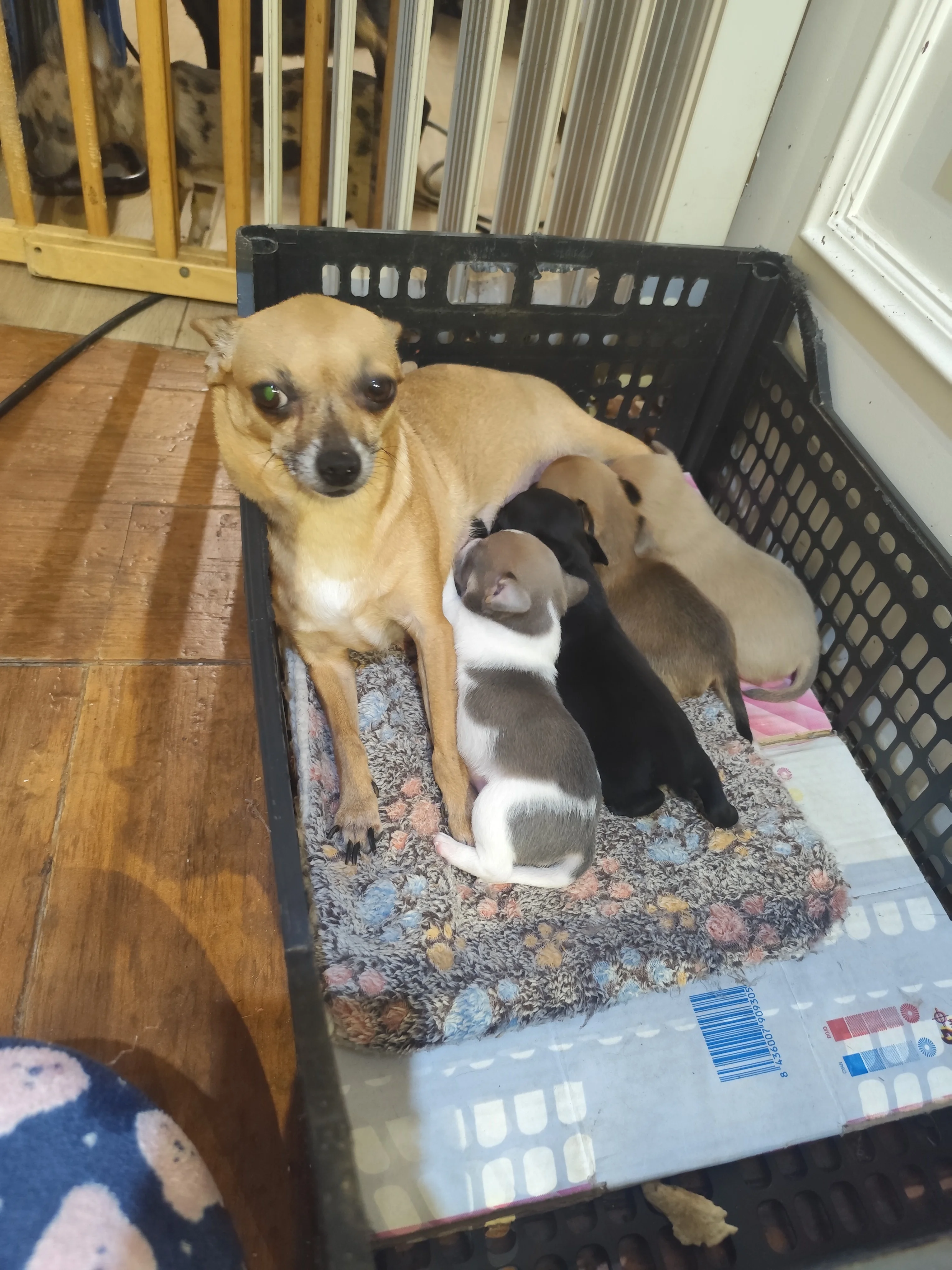Disponibles chihuahuas