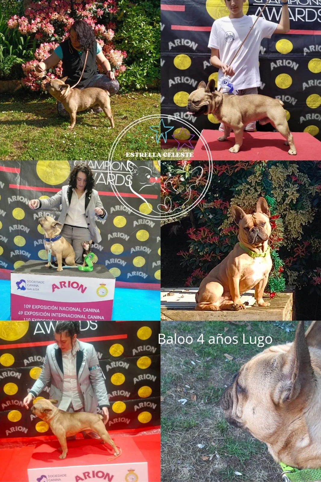 Bulldog francés macho adulto